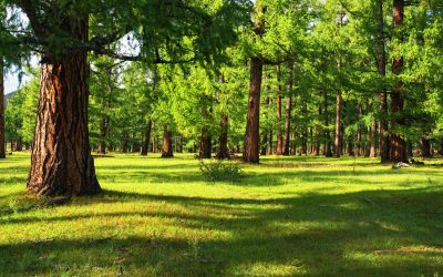 Due Passi nel Bosco – di Laura Giorgi