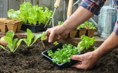 Orticoltura per la demenza: Coltivare il benessere attraverso la natura – di Annapaola Prestia, psicologa, fondatrice di S.O.F.I.A. per la Famiglia